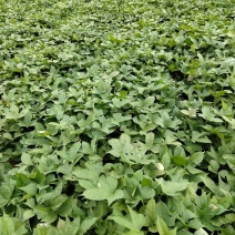 商薯19红薯苗，大田