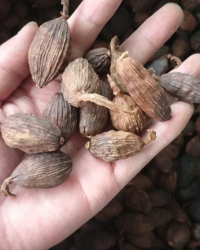 草果，大颗粒草果卤料香料家庭必备调味品