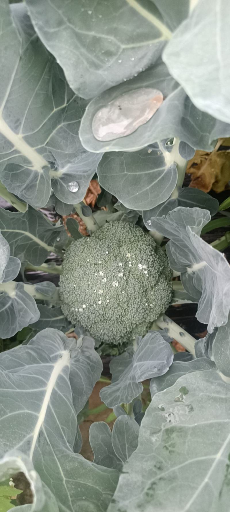 西蓝花