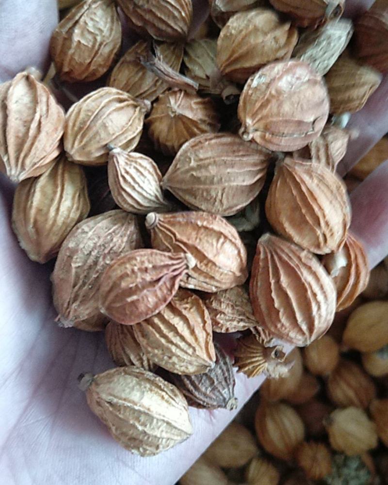 贵州砂仁