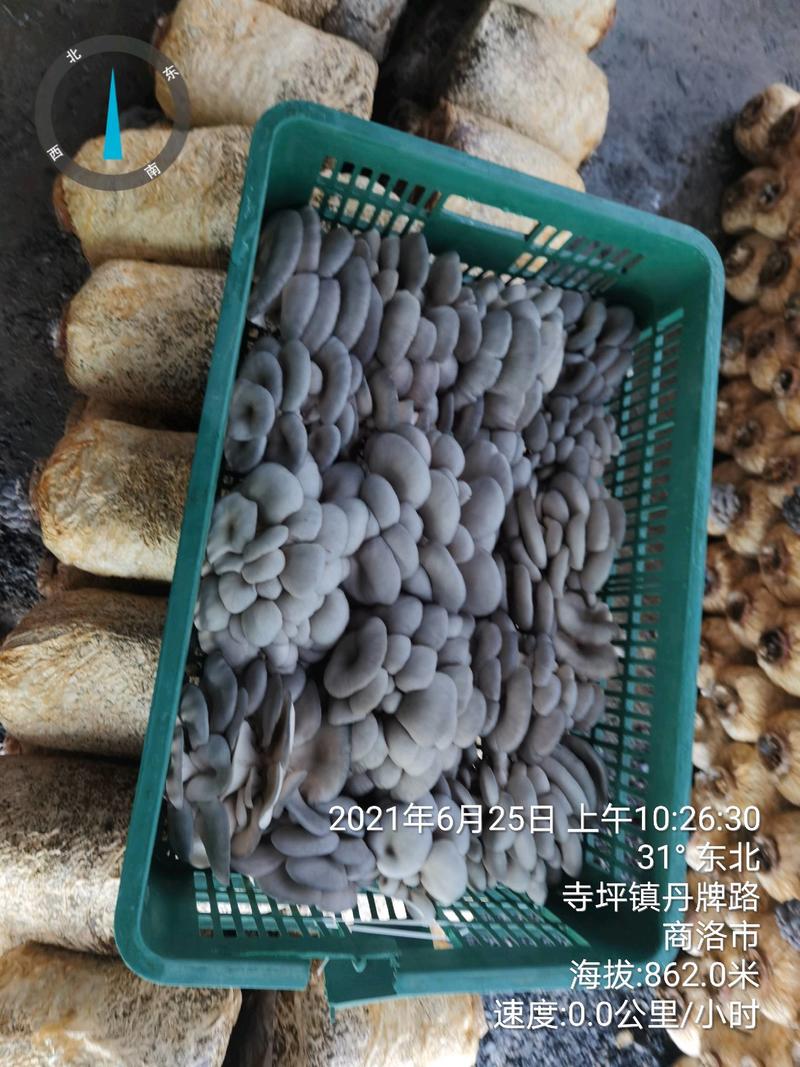 陕西精品夏季黑灰平菇大量出货中