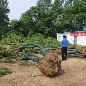 丛生乌桕基地，河南丛生乌桕价格，河南省潢川县丛生乌桕基地