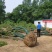 丛生乌桕基地，河南丛生乌桕价格，河南省潢川县丛生乌桕基地