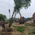 丛生乌桕基地，河南丛生乌桕价格，河南省潢川县丛生乌桕基地