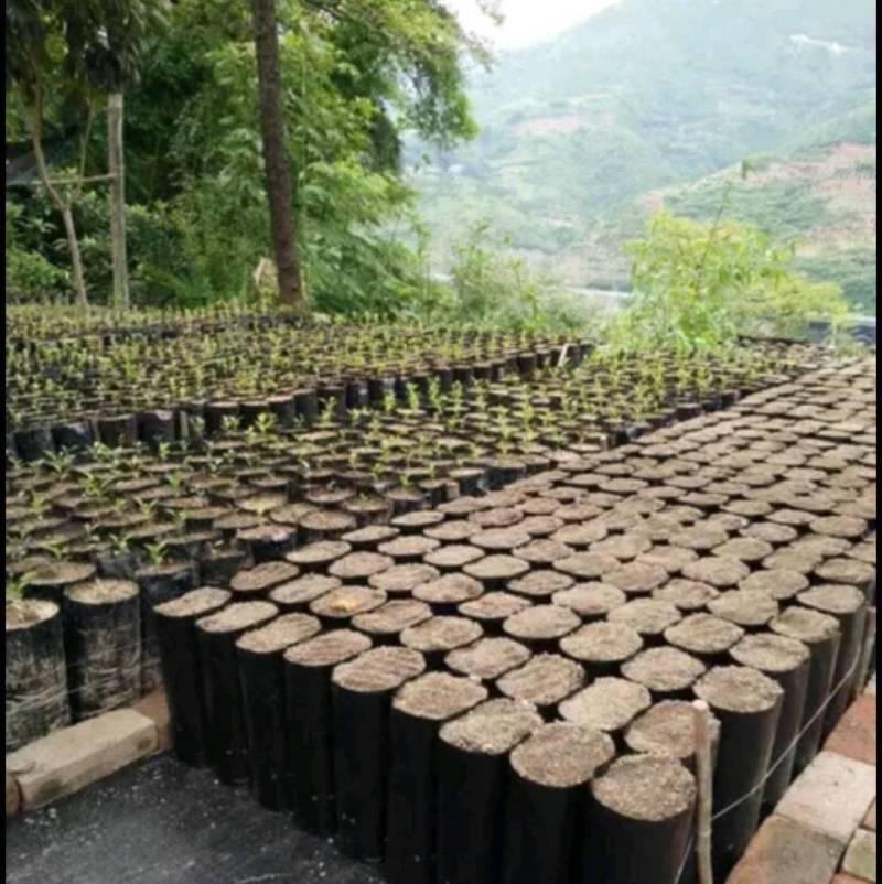 加厚PE育苗袋柑桔脐橙等果树营养杯厂家直销支持订做