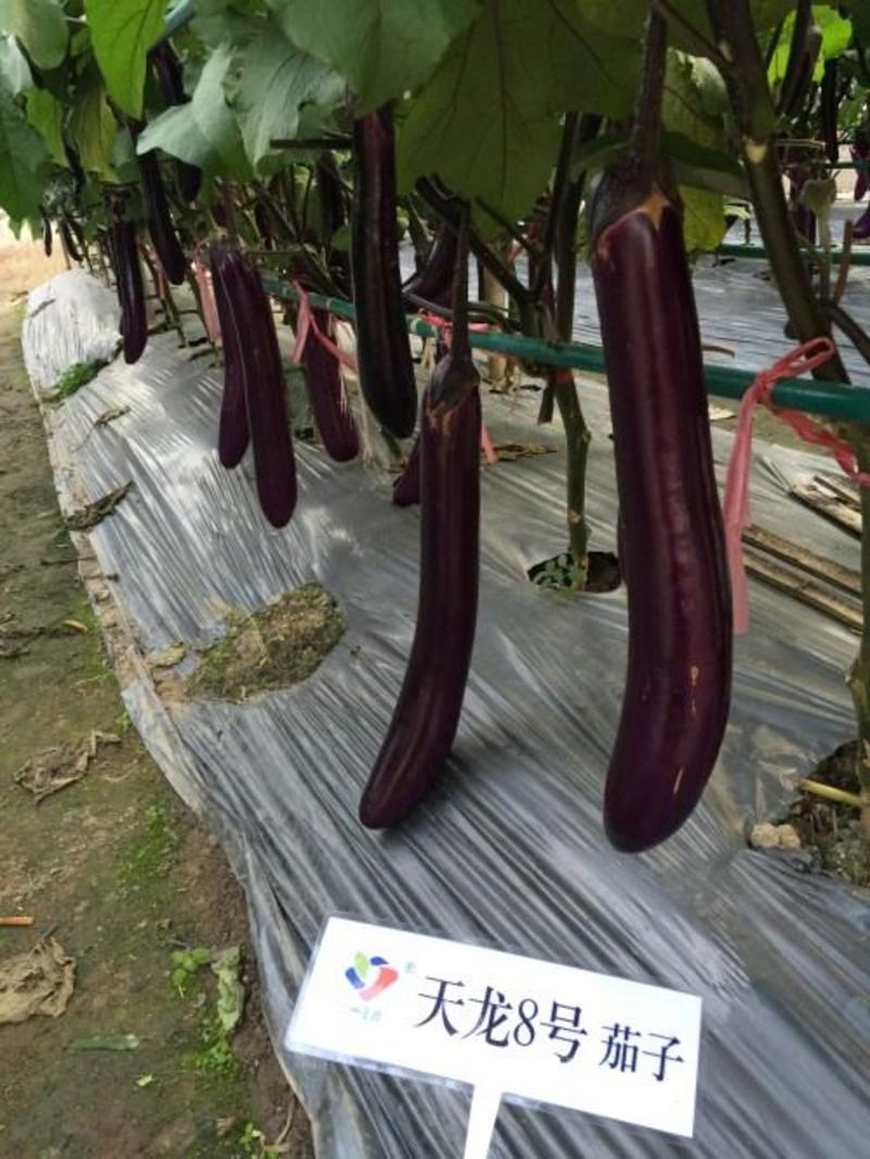 天龙8号紫红长茄茄子种子，1000粒深紫色亮丽光泽好鲜艳