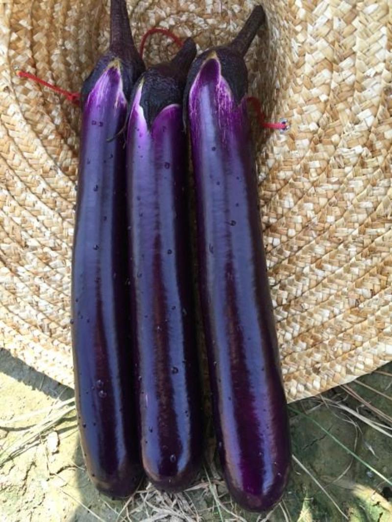 天龙8号紫红长茄茄子种子，1000粒深紫色亮丽光泽好鲜艳