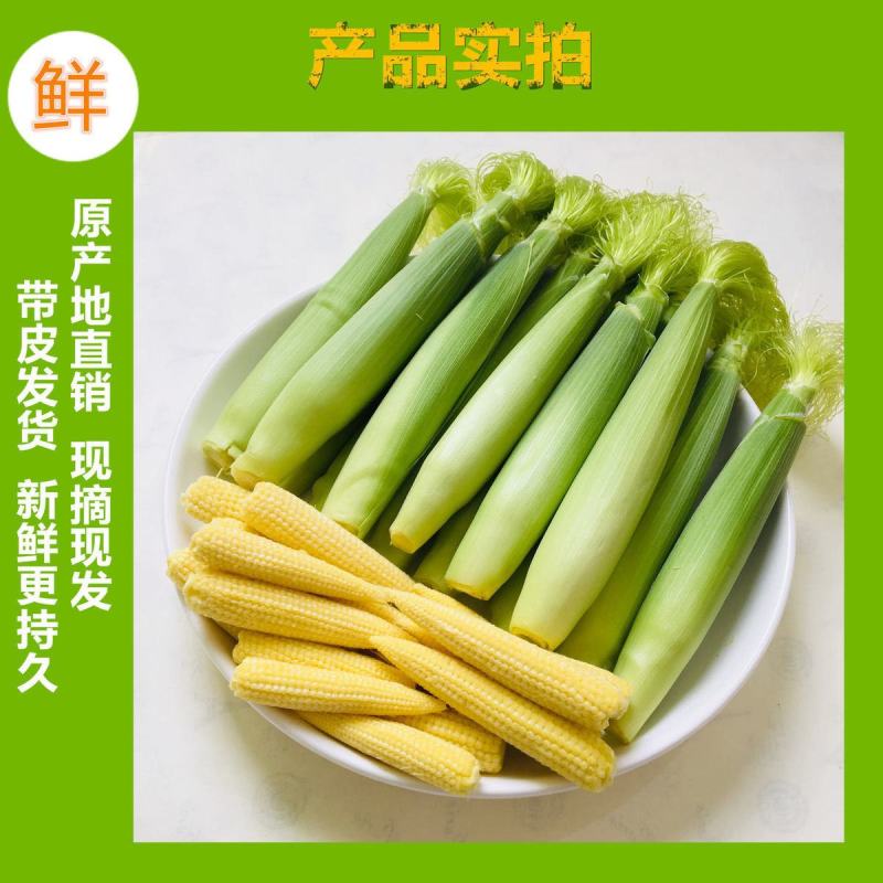 嫩小玉米笋甜玉米笋棒仔芯现摘现发新鲜批发包邮。