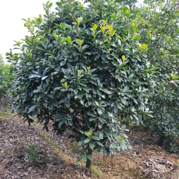 中华石楠，独干石楠，丛生石楠大小潢川县友好苗圃场都有