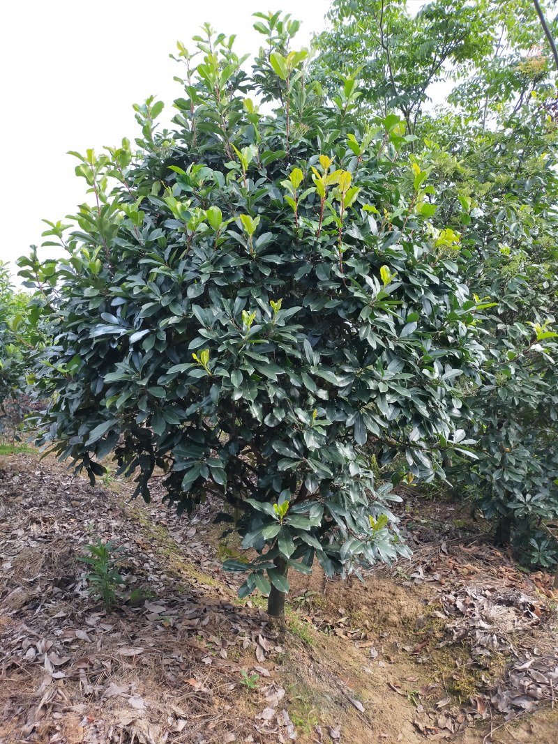 中华石楠，独干石楠，丛生石楠大小潢川县友好苗圃场都有