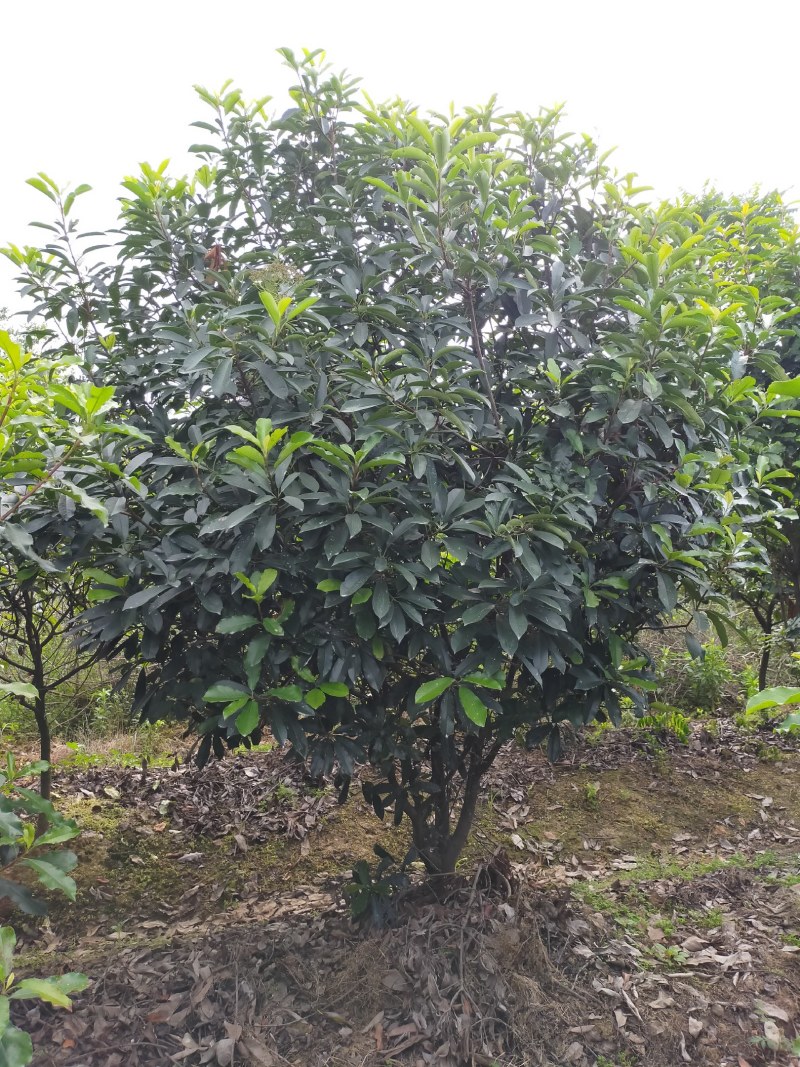 中华石楠，独干石楠，丛生石楠大小潢川县友好苗圃场都有