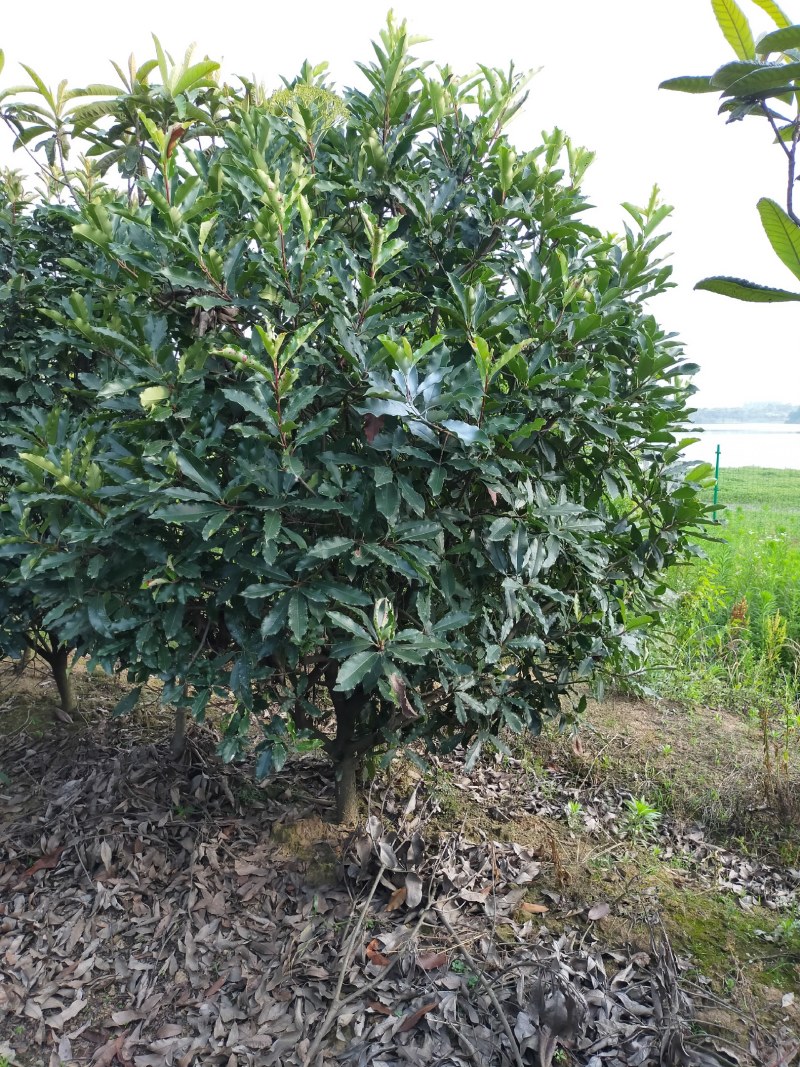 中华石楠，独干石楠，丛生石楠大小潢川县友好苗圃场都有