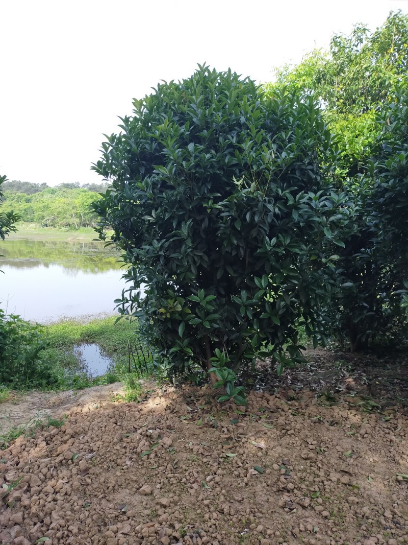 丛生桂花，丛生桂花基地，丛生桂花价格，潢川桂花基地直销