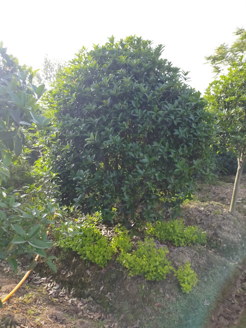 丛生桂花，丛生桂花基地，丛生桂花价格，潢川桂花基地直销