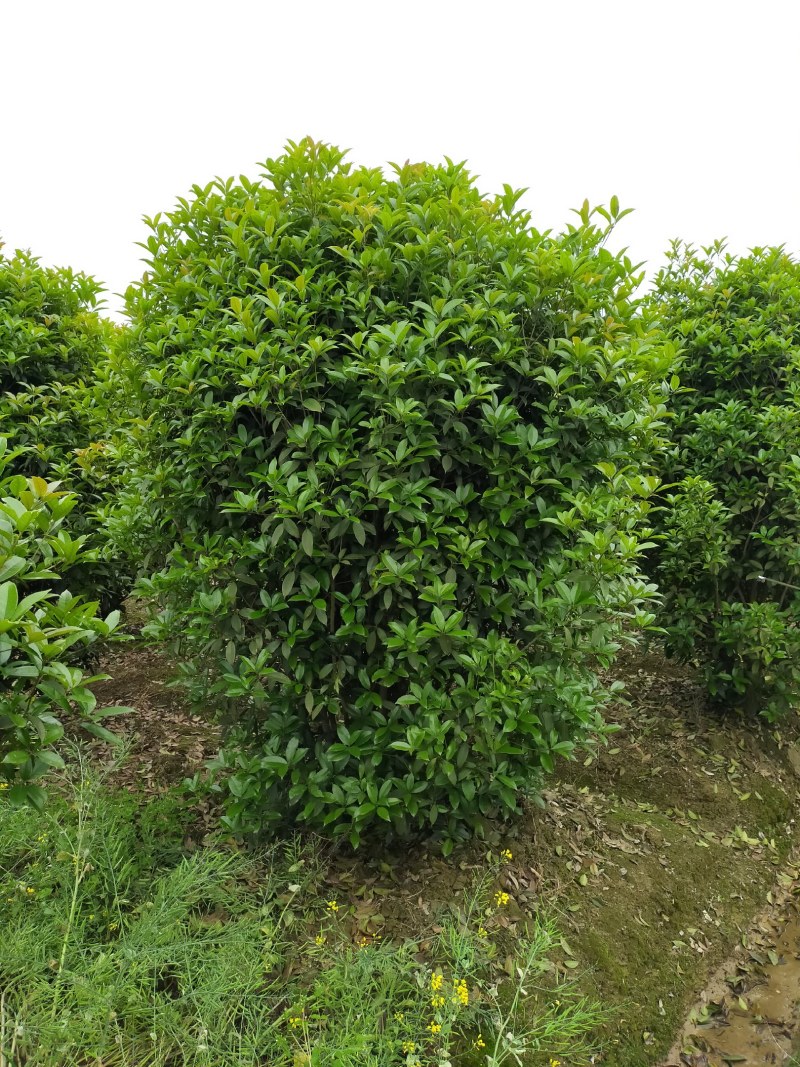 丛生桂花，丛生桂花基地，丛生桂花价格，潢川桂花基地直销