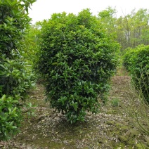 丛生桂花，丛生桂花基地，丛生桂花价格，潢川桂花基地直销