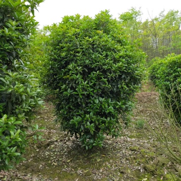丛生桂花，丛生桂花基地，丛生桂花价格，潢川桂花基地直销