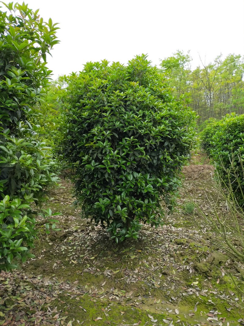 丛生桂花，丛生桂花基地，丛生桂花价格，潢川桂花基地直销