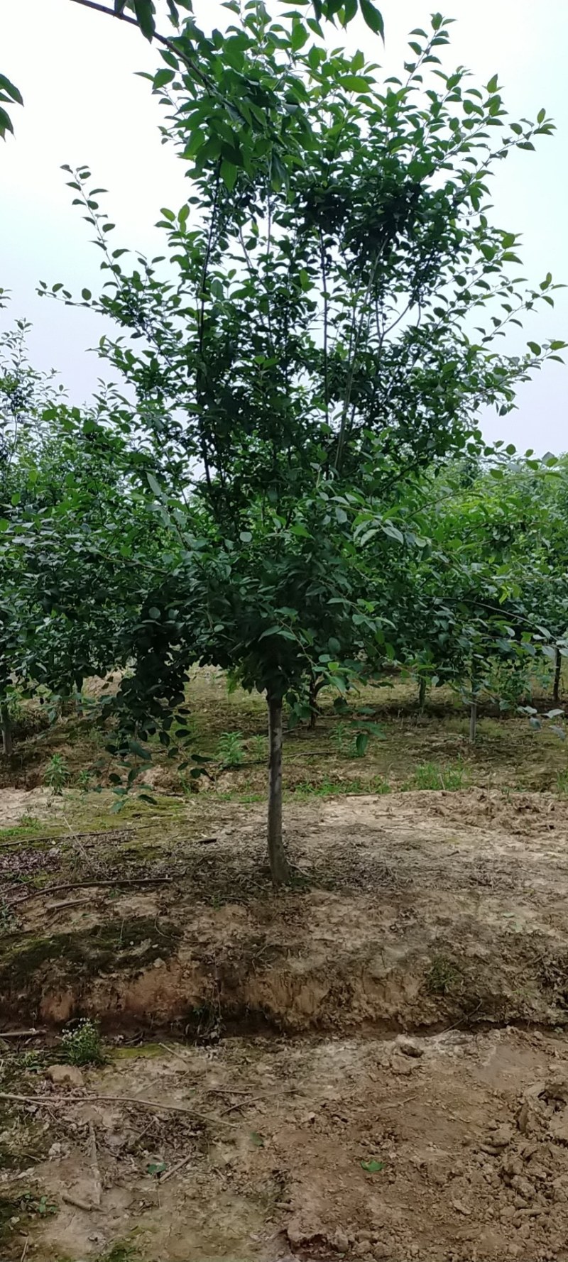 海棠基地海棠树苗，多种品种，规格齐全，质量优。