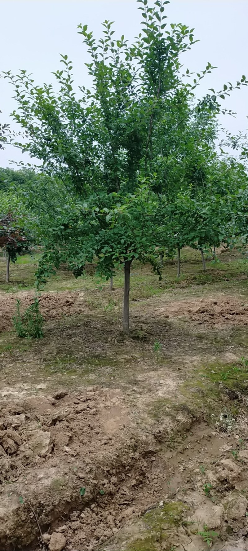 海棠基地海棠树苗，多种品种，规格齐全，质量优。