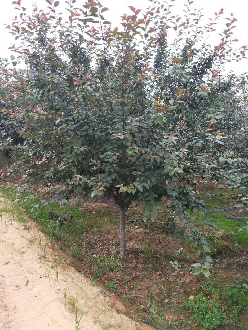 海棠基地海棠树苗，多种品种，规格齐全，质量优。