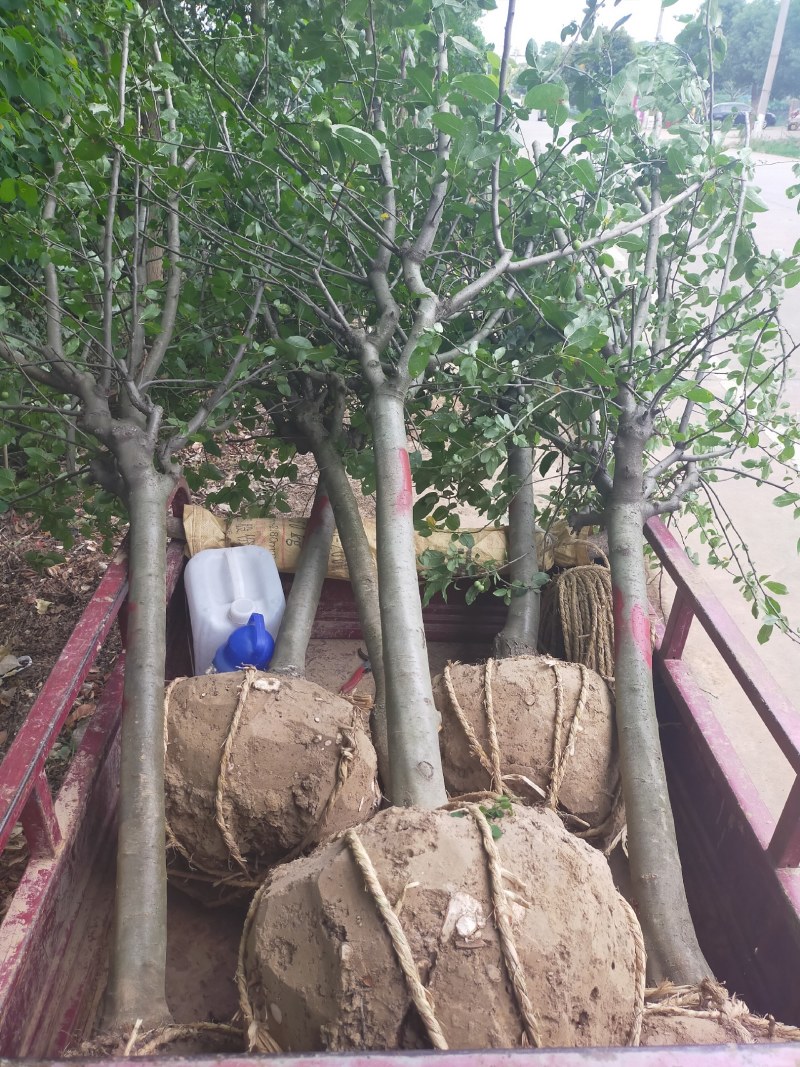 海棠基地海棠树苗，多种品种，规格齐全，质量优。