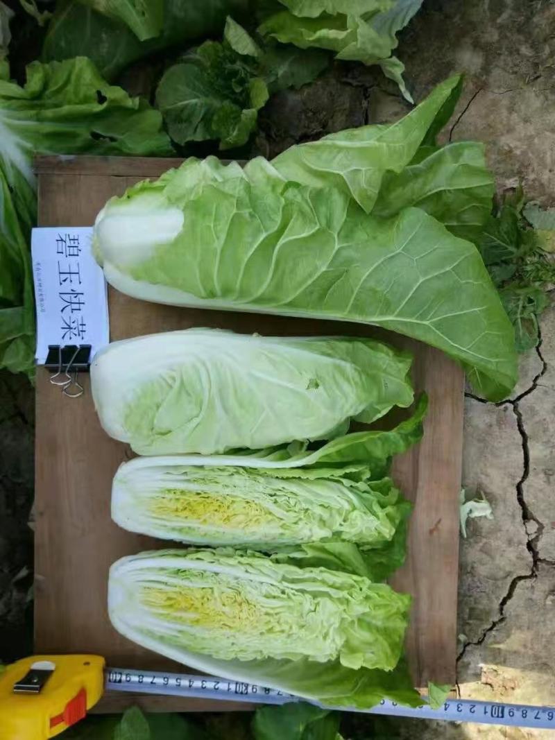 光速快菜种子速生美味20天上市无筋口感小颗大颗都美味