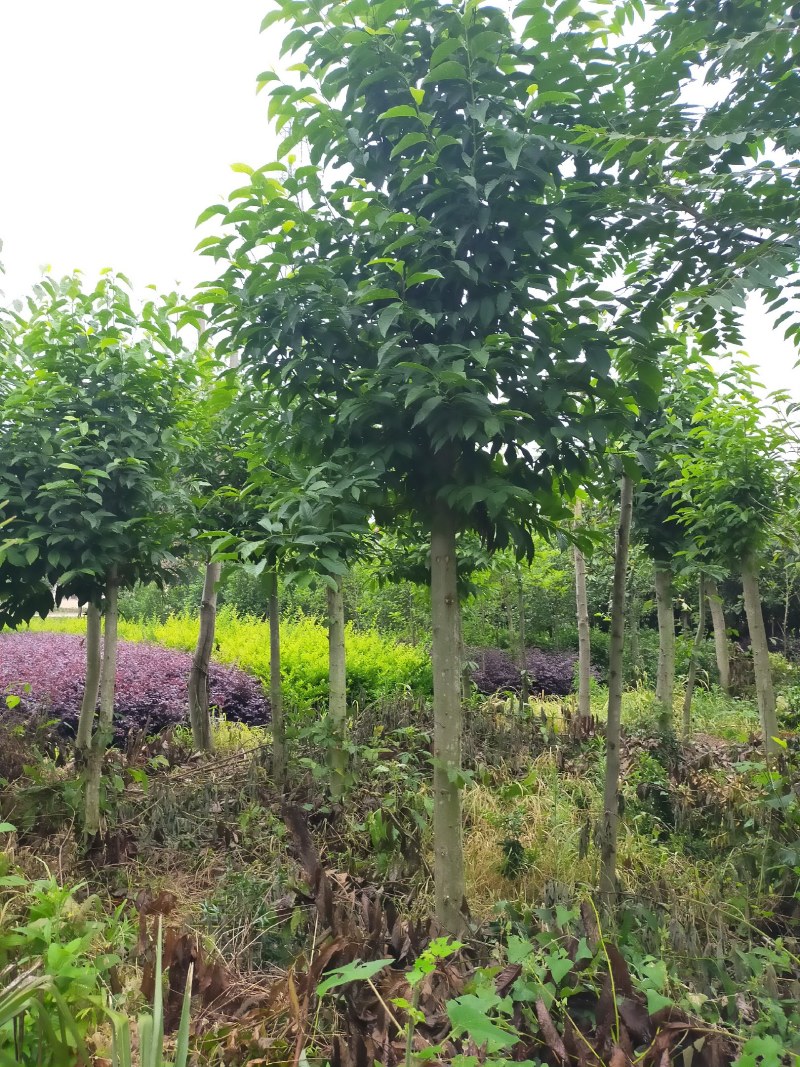 白玉兰，白玉兰基地，潢川县友好苗圃基地白玉兰直销