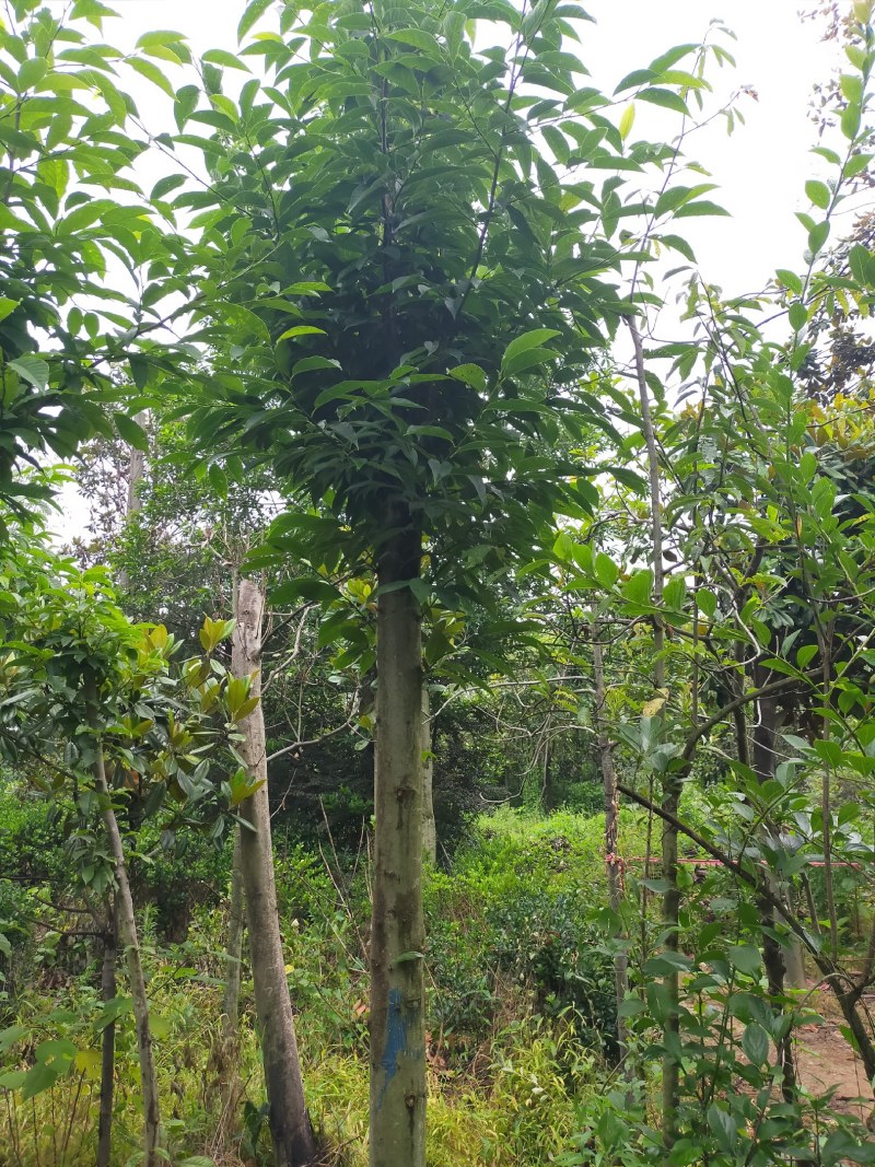 白玉兰，白玉兰基地，潢川县友好苗圃基地白玉兰直销