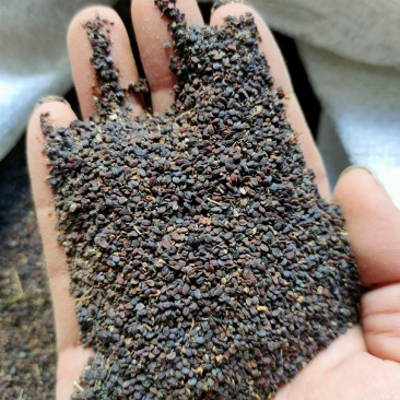 菥蓂子中药材冷背药材大量供应一件代发