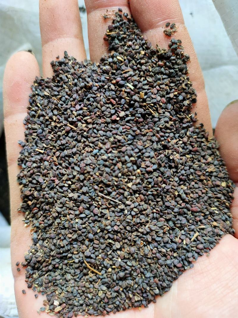 菥蓂子中药材冷背药材大量供应一件代发