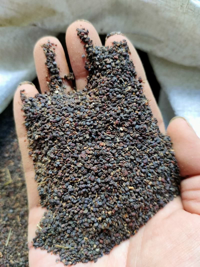 菥蓂子中药材冷背药材大量供应一件代发