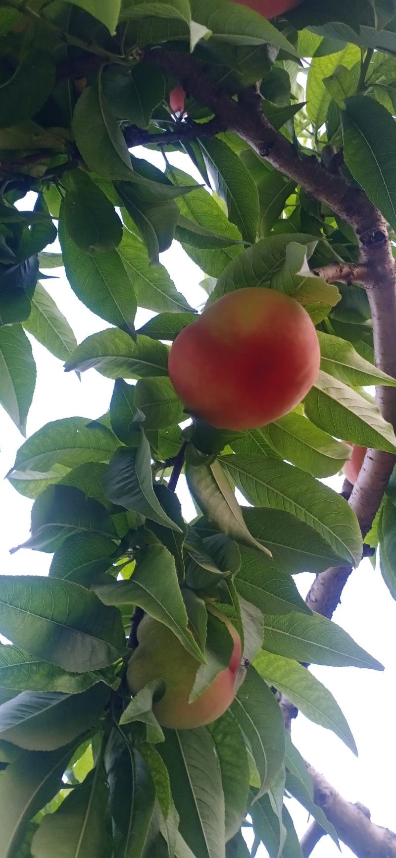 毛桃快要上市了