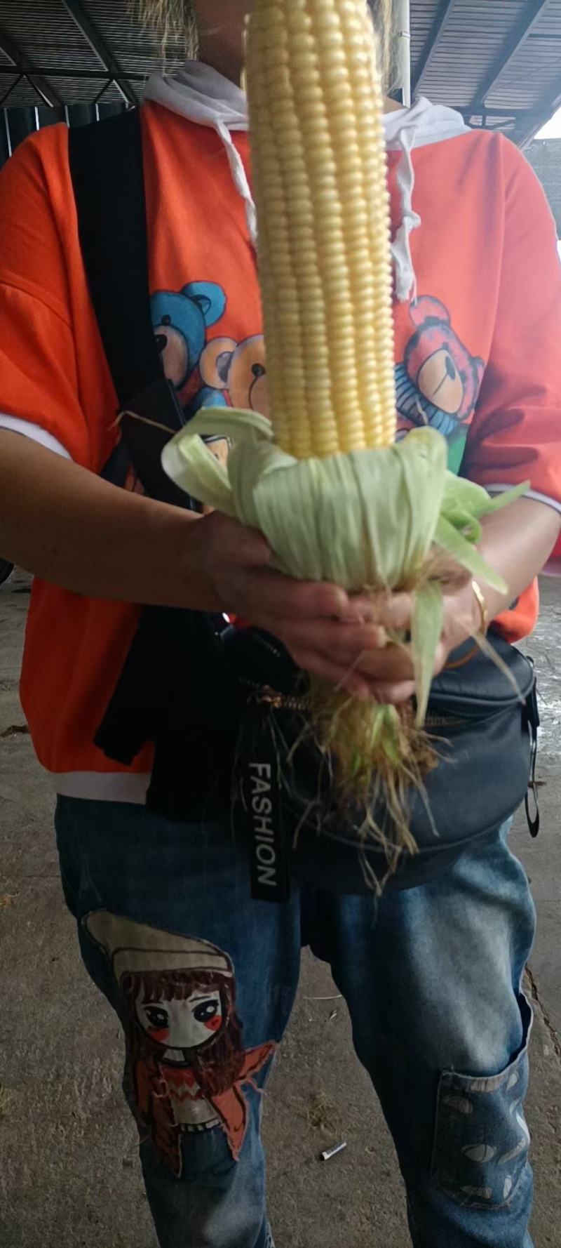玉米甜玉米（万糯2000）现货颗粒饱满