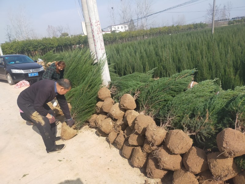 河南桧柏，河南桧柏基地，潢川河南桧基地，友好苗圃基地直销