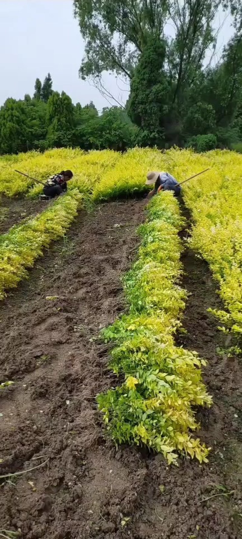 金叶女贞，河南潢川金叶女贞，河南潢川金叶女贞基地直销。