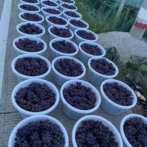 福安市巨峰葡萄0.8~1斤，绿色健康，果肉甜美