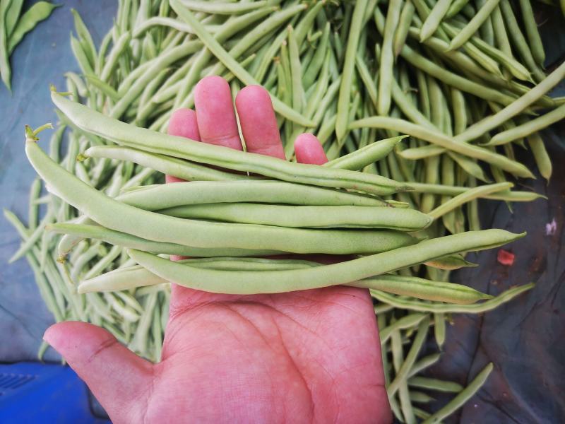小金豆，长直均匀，条型好看，上市