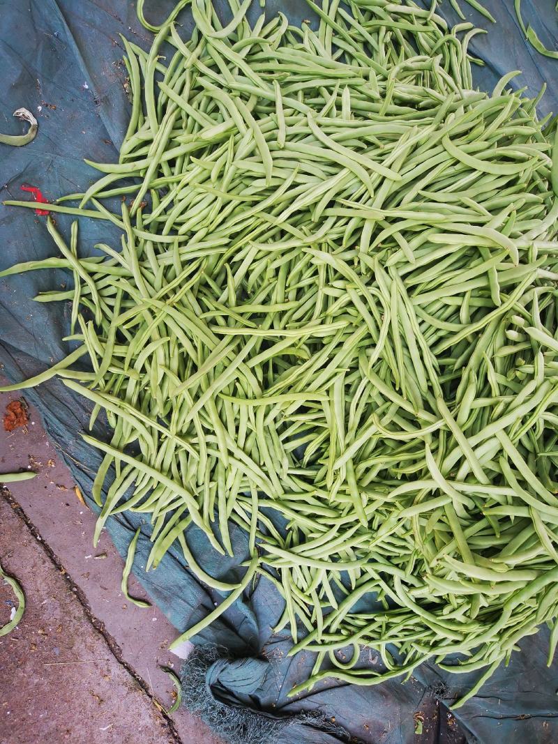 小金豆，长直均匀，条型好看，上市