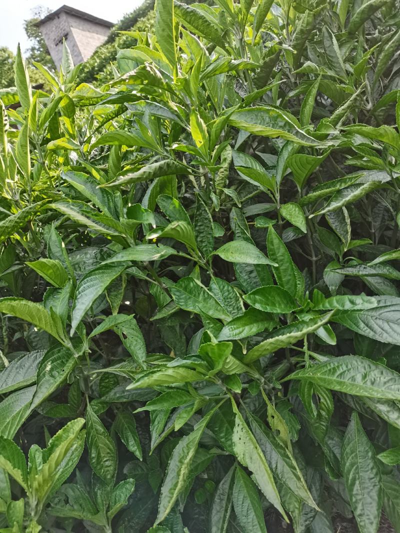 南板蓝根鲜货