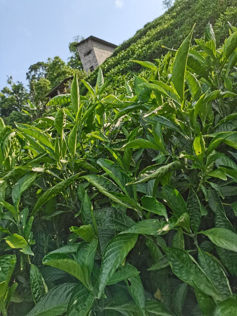 南板蓝根鲜货
