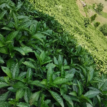 南板蓝根鲜货