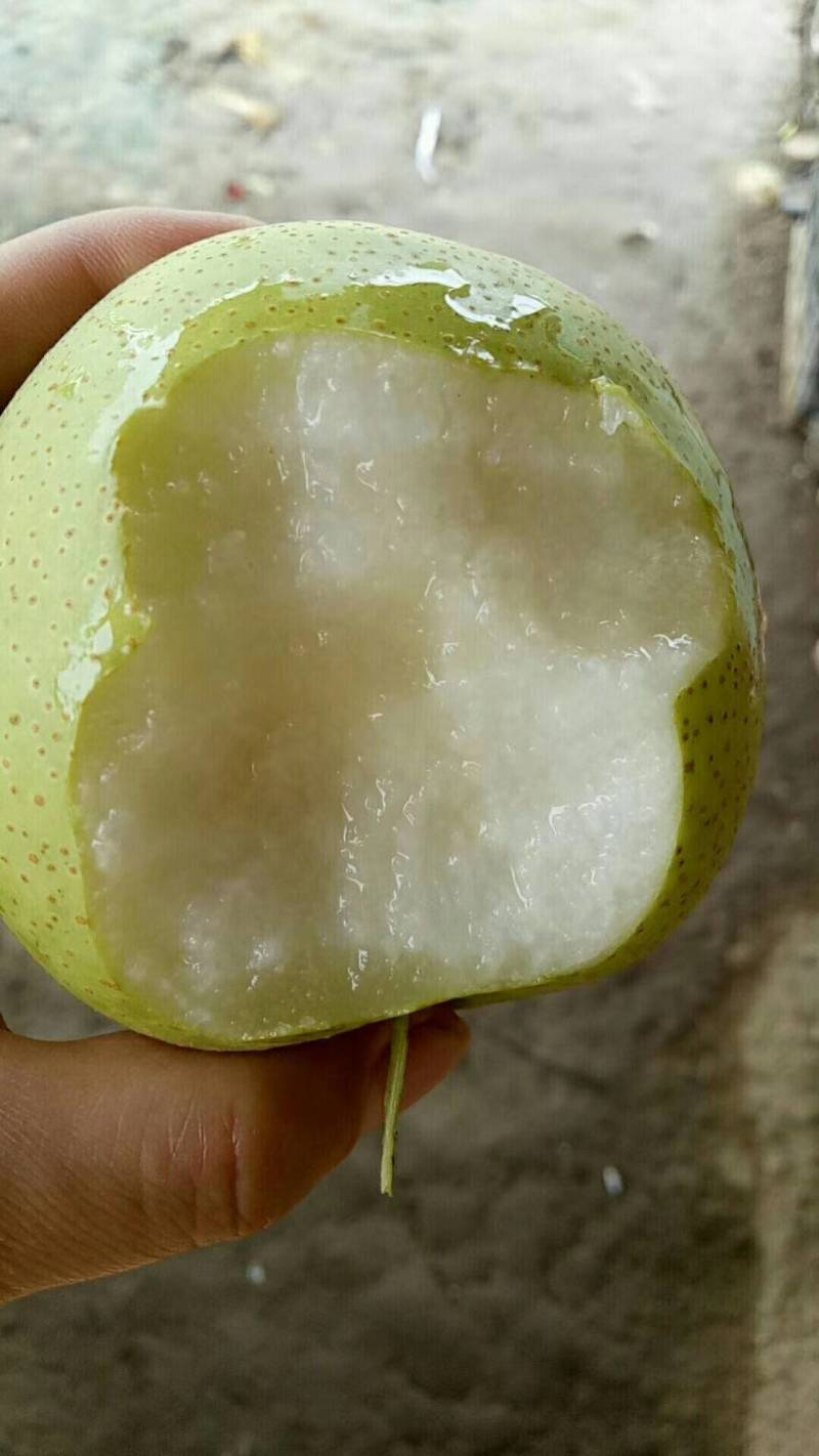 （脆甜无渣）皇冠梨大量批发！量大从优！！