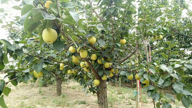 （脆甜无渣）皇冠梨大量批发！量大从优！！