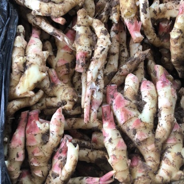 优质红芽姜鲜姜大量供应水洗代发货质量好价格低可以物流发货