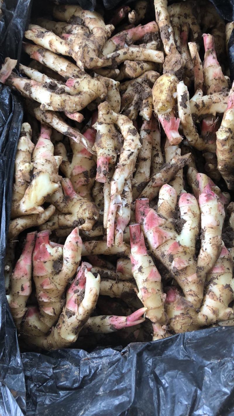 优质红芽姜鲜姜大量供应水洗代发货质量好价格低可以物流发货