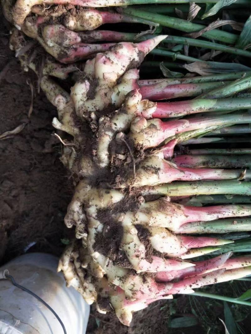优质红芽姜鲜姜大量供应水洗代发货质量好价格低可以物流发货