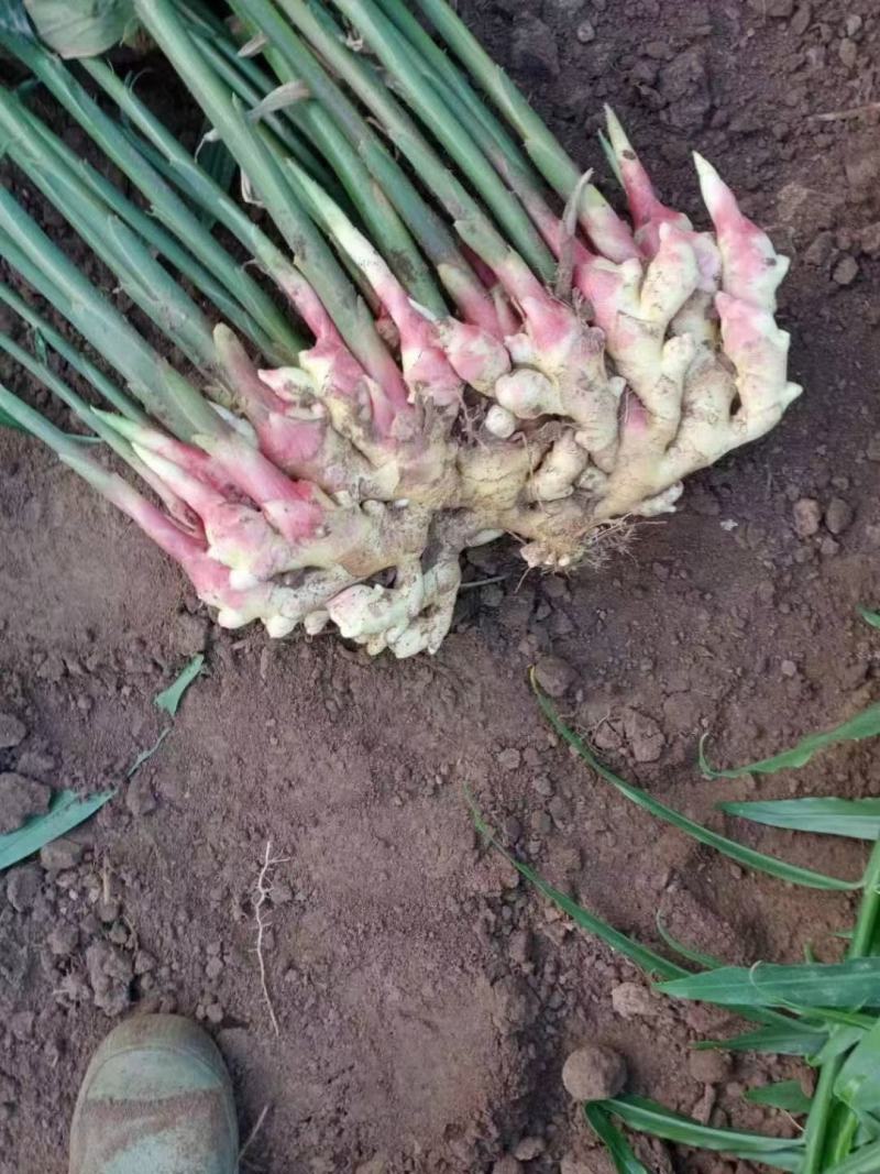 优质红芽姜鲜姜大量供应水洗代发货质量好价格低可以物流发货