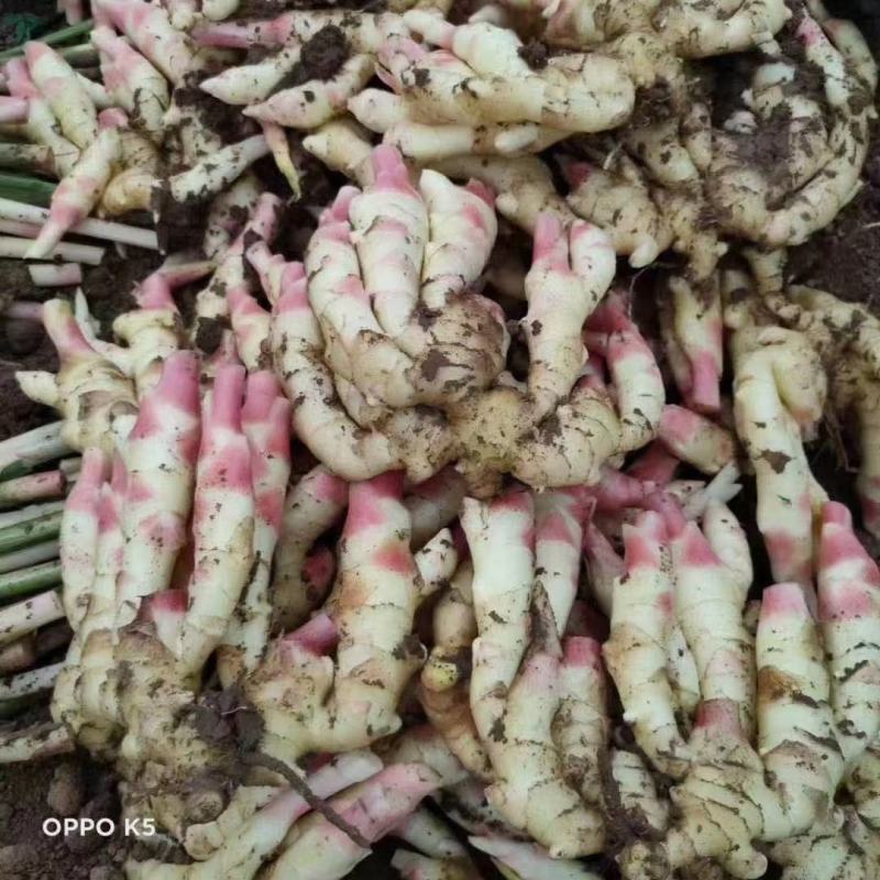 优质红芽姜鲜姜大量供应水洗代发货质量好价格低可以物流发货