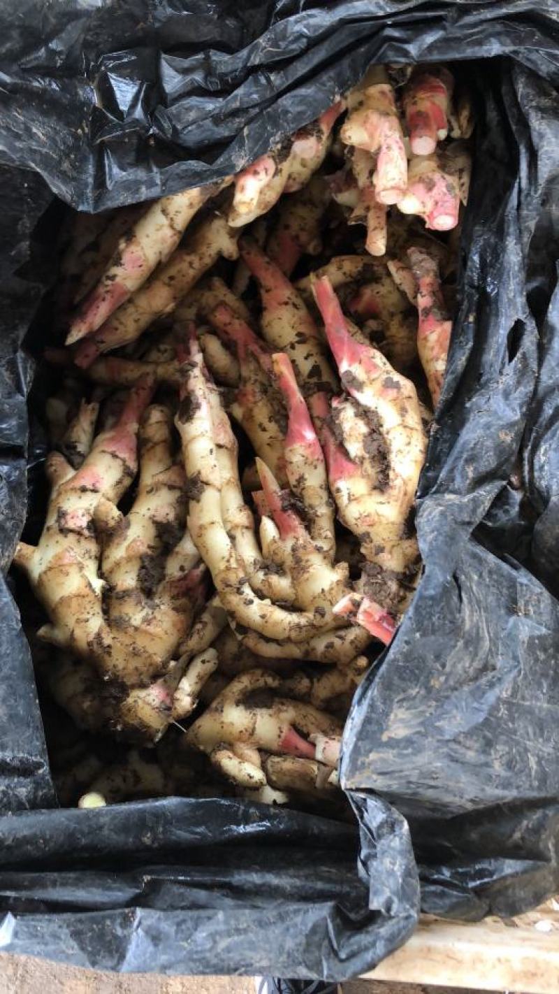 优质红芽姜鲜姜大量供应水洗代发货质量好价格低可以物流发货